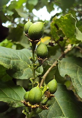 绿色果品,迪拜 beralu,unripen 水果