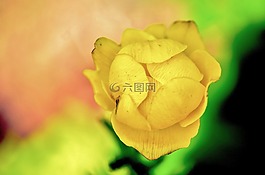 黄色,花,黄色花
