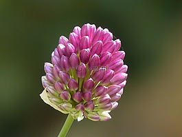 sphaerocephalon,韭菜花,开花