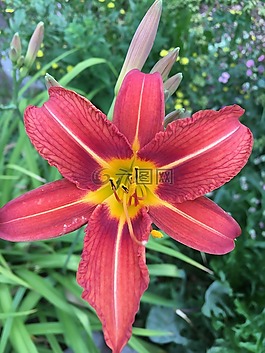 花,墙,厂