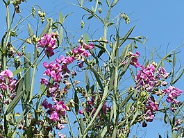 拔丝山芋图片 拔丝山芋素材 拔丝山芋模板免费下载 六图网