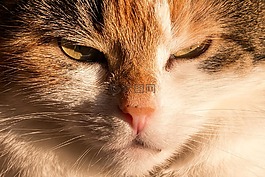 猫,国内的猫,幸运猫
