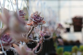 一种肉质植物,肉质 在这,仙人掌