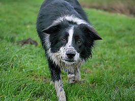 边境牧羊犬,狗,牧羊犬