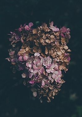 美丽,盛开,开花