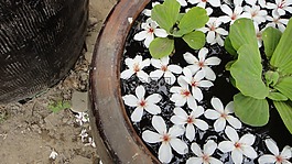 桐花,水缸,绿叶