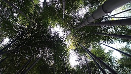 史顺天府使,竹,森林