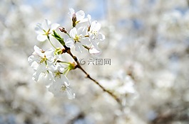 美丽,盛开,开花