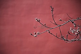 红,梅花,故宫