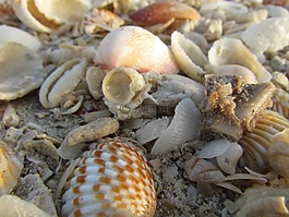 海,海贝壳,贝壳