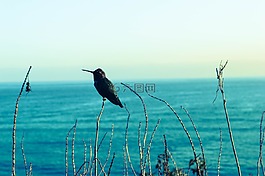 蜂鸟,海景房,蓝调