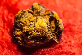 南瓜,选择,食品