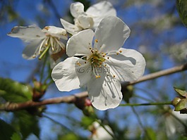 樱花,樱桃,盛开