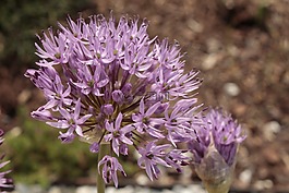 韭菜开花,花,韭菜