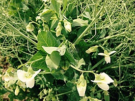豌豆,花,绿色