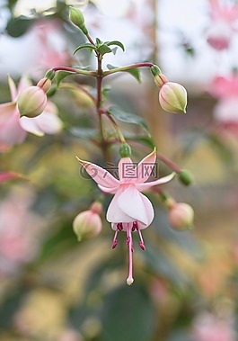 樱,花,厂