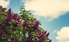 紫色,鲜花,绽放