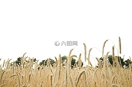小麦,麦田,小麦的穗