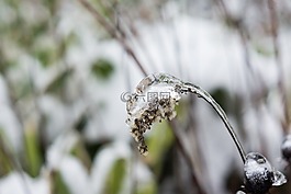 冰花,花,最难