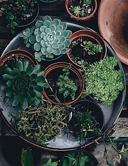 植物区系,花盆,植物