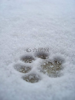 印记,爪子印,雪