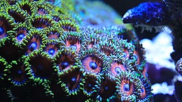 咸水鱼,水族馆,水箱