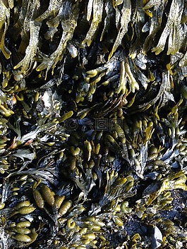 海草,水生植物,海