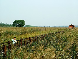 陈桥,黄河,湿地