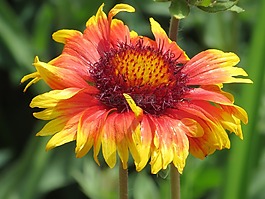 毯子,夏季,观赏灌木