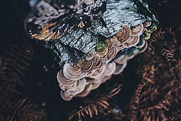 生物学,特写,黑暗