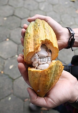 可可,性质,巧克力