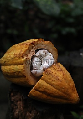 可可,性质,巧克力