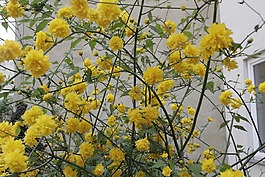 鲜花,布什,霍夫