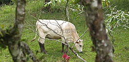 农场,领域,托罗