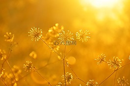 植物,日落,秋季