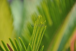 绿色,植物,意境