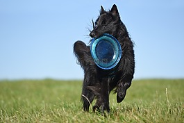 狗,飞盘,groenendael