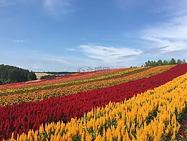 北海道,美瑛,花卉园