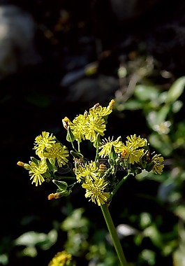 nature,plant,flower