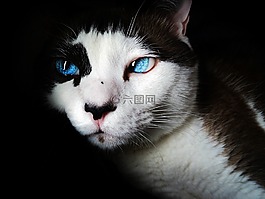 暹,蓝色的眼睛,可爱
