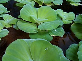 水厂,杂草的水,绿