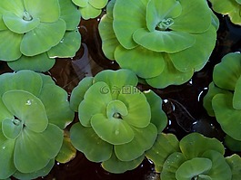 水厂,杂草的水,绿