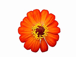 花,红色的,橙色