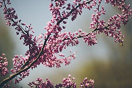 枝杈,嫩枝,自然