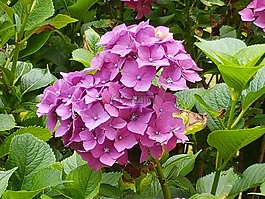 花,夏季,夏季植物
