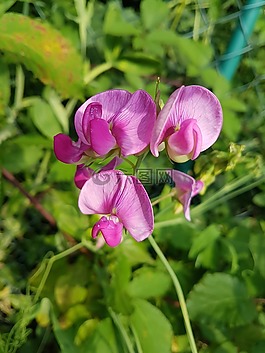 花,夏季,夏季植物