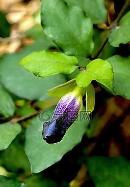 nature,plant,flower