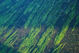 水,河,植被