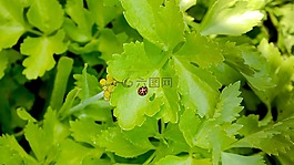 nature,plant,ladybug