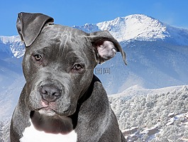 派克峰,撕破脸皮,pitbull